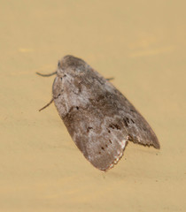 Polygrammate cadburyi
