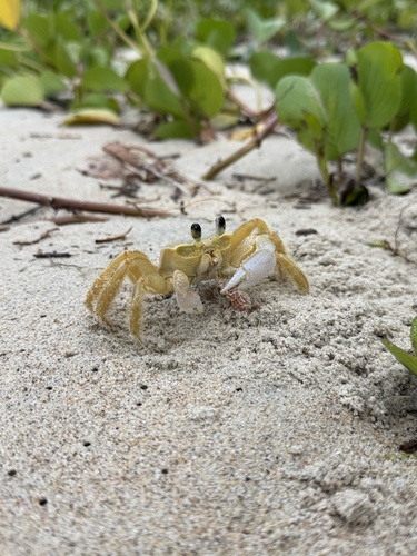 Atlantic Ghost Crab