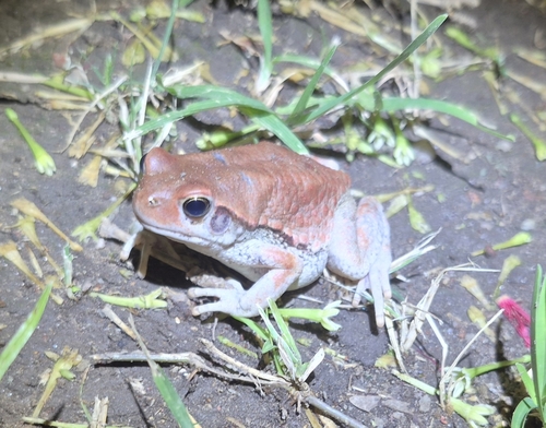 African Red Toad