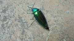 Sternocera aequisignata
