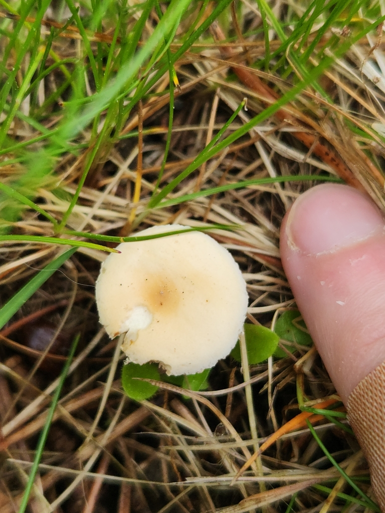 Common Fieldcap · May 2026 · photo: Photo: (c) Alex Reitan, some rights reserved (CC BY) · iNaturalist