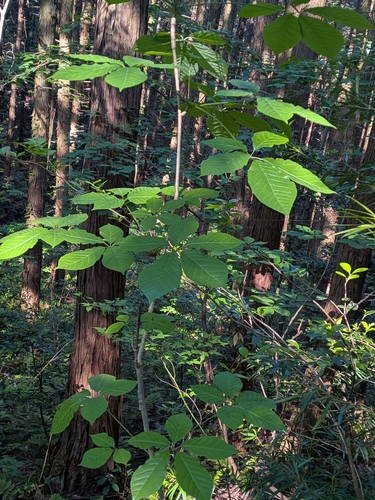 Chengiopanax sciadophylloides