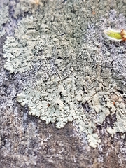 Xanthoparmelia plittii