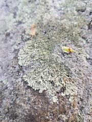 Xanthoparmelia plittii