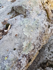 Xanthoparmelia plittii