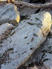 Xanthoparmelia plittii