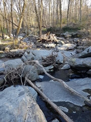 Xanthoparmelia plittii