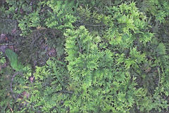Thuidium laeviusculum