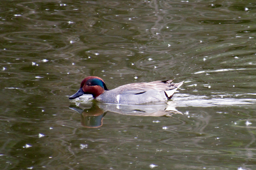 Cerceta americana (Anas carolinensis)