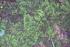 Thuidium laeviusculum