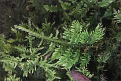 Thuidium laeviusculum