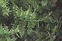Thuidium laeviusculum