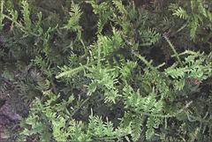 Thuidium laeviusculum