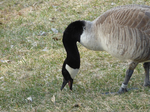 Canada Goose photographed in South Dakota