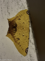 Nepheloleuca illiturata