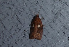 Planotortrix excessana