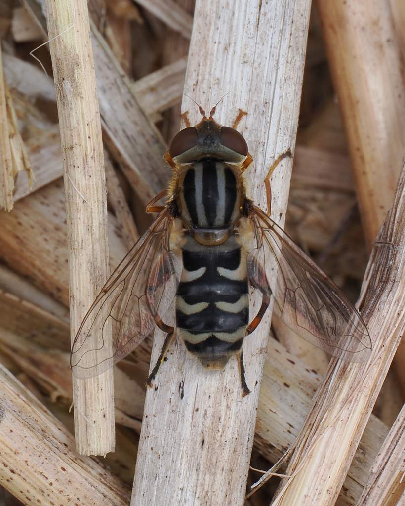 Moon-shaped Swamp Fly