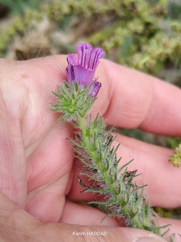 Echium sabulicola decipiens