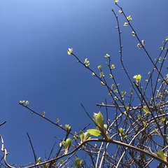 Actinidiaceae