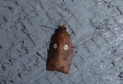 Planotortrix excessana