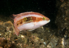 Oxycheilinus bimaculatus