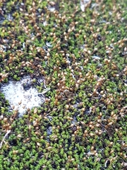 Ptychomitrium incurvum