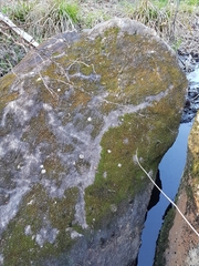 Ptychomitrium incurvum