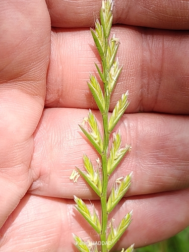 Hybrid Ryegrass