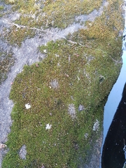 Ptychomitrium incurvum
