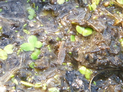 Tetrachaetus bipunctatus