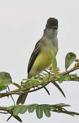 Myiarchus apicalis