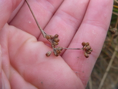 Juncus distegus