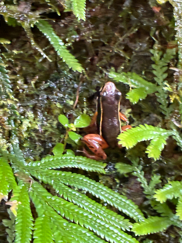 Boquete Rocket Frog