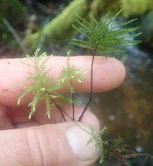 Leucolepis acanthoneura