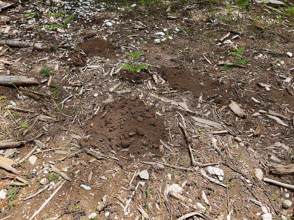 Balkan Mole