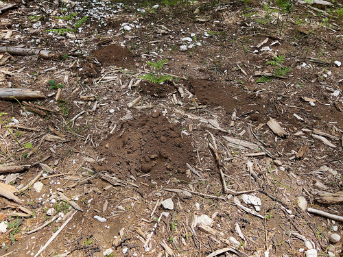 Balkan Mole
