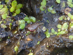 Tetrachaetus bipunctatus