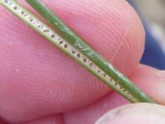 Juncus distegus