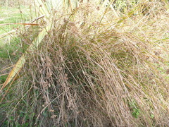 Juncus distegus