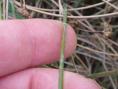 Juncus distegus