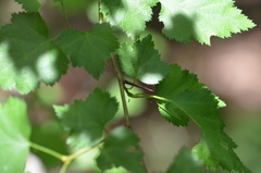 Crataegus flabellata