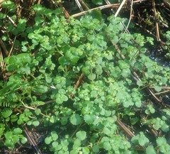 Chrysosplenium glechomifolium