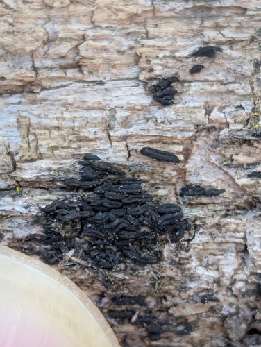 Hysterographium observed 2026-05-13