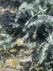 Astragalus anemophilus