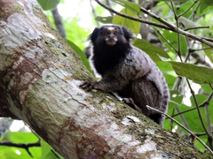 Callithrix penicillata