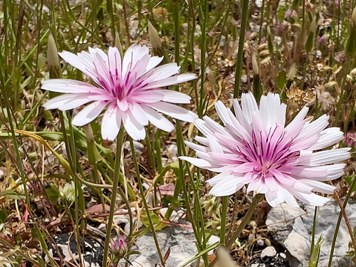 Crepis rubra, photograph 5