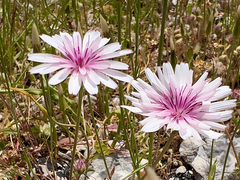 (c) paulchallinor, some rights reserved (CC BY) Crepis rubra, photograph (c) paulchallinor, some rights reserved (CC BY)