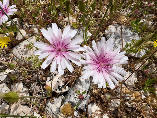 Crepis rubra, photograph 4