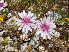 (c) paulchallinor, some rights reserved (CC BY) Crepis rubra, photograph (c) paulchallinor, some rights reserved (CC BY)