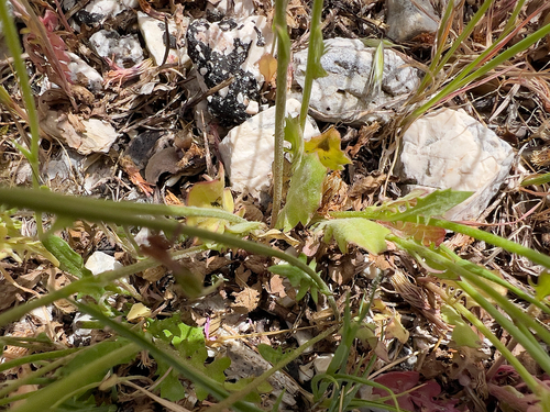 Crepis rubra, photograph 6